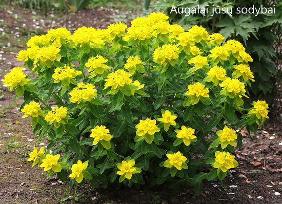 Karpažolė daugiažiedė (Euphorbia polychroma) 